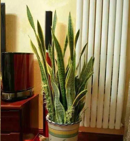 浇水|人养花,花亦养人,老祖宗的话不是没道理,室内要养“健康花”