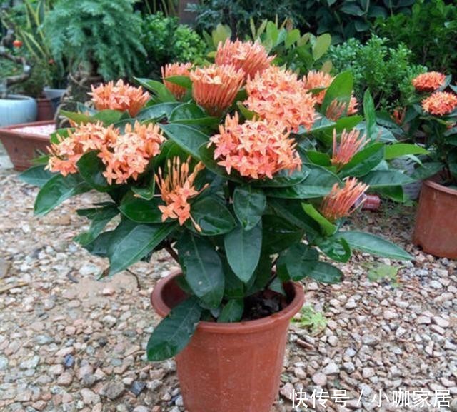 东西|都说椰糠养花好,要真正明白它的“利弊”,才能变成养花的好东西