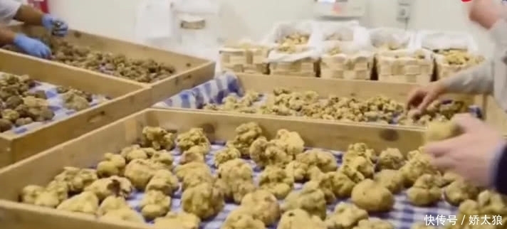 山里這種藥材形似“泥巴”,農(nóng)村人見了不理睬,外面一斤5百元