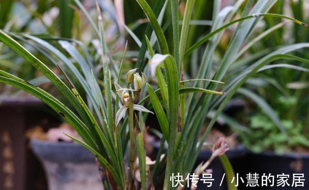 植料|喜欢养兰花，3件事抓紧做，再不做就有些晚了