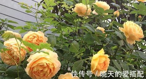 家庭庭院必养的5种藤本月季，好看好养还好打理，关键是太漂亮了