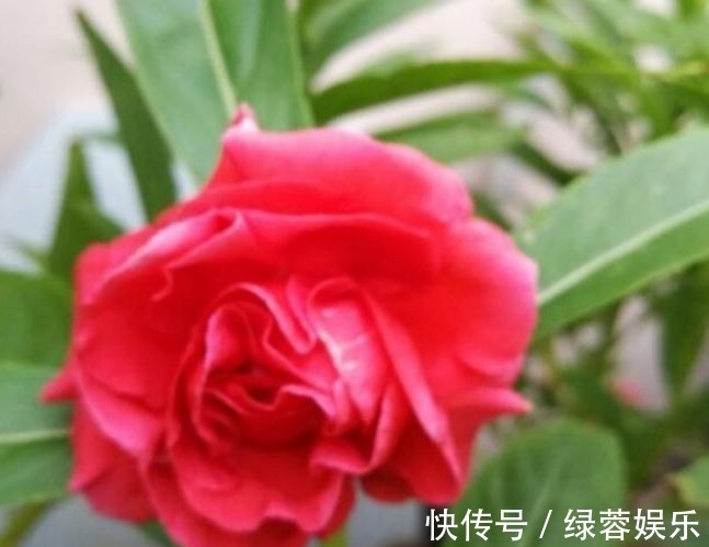 指甲花|4种花漂亮又好养，耐热耐旱，花期超长，可以四季常开