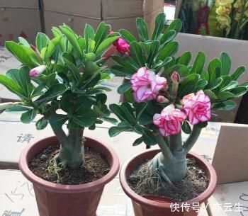 种植|家庭种植的沙漠玫瑰,一直出现掉叶子,也不孕蕾,是什么原因呢