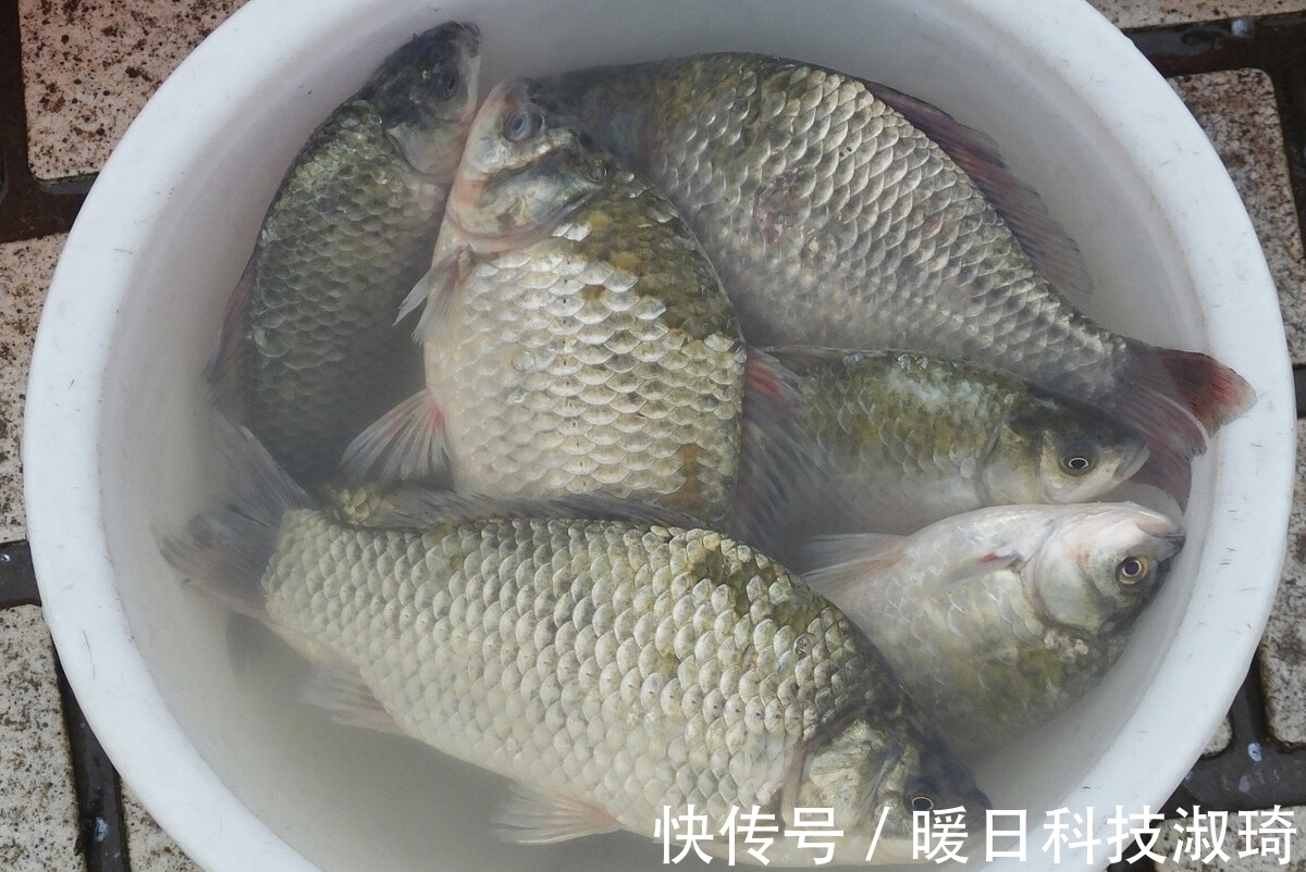 深水|夏季钓大鲫鱼,掌握这3点,看了以后你会说这是高手