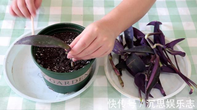 扦插|紫竹梅扦插有技巧,做好几点,生根快,轻松一盆变多盆