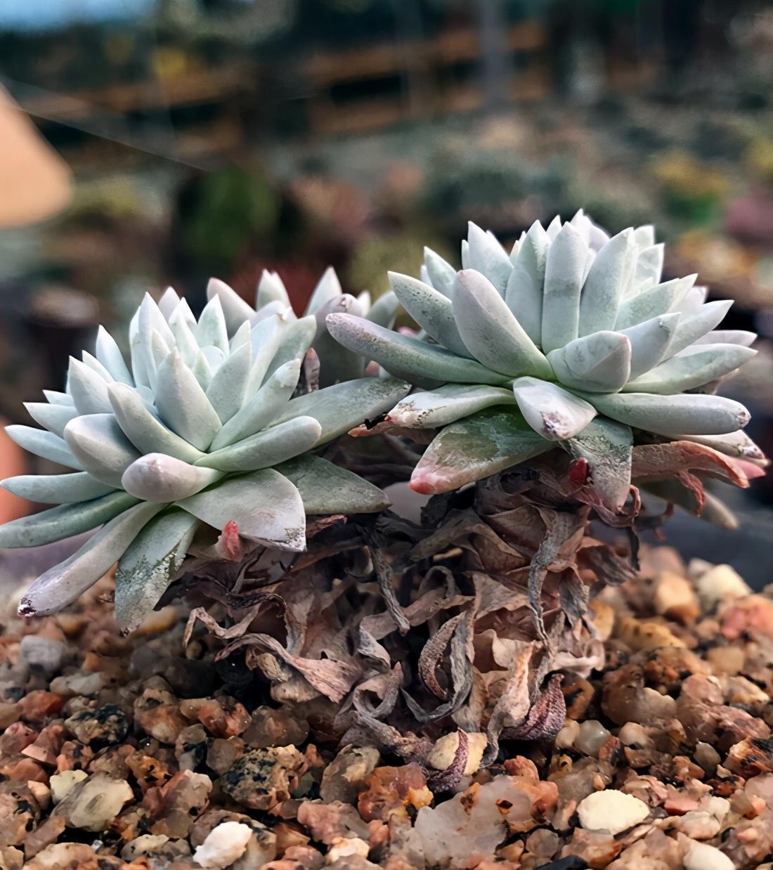 盆栽|多肉植物白菊了解一下,养护要点要知道,出状态