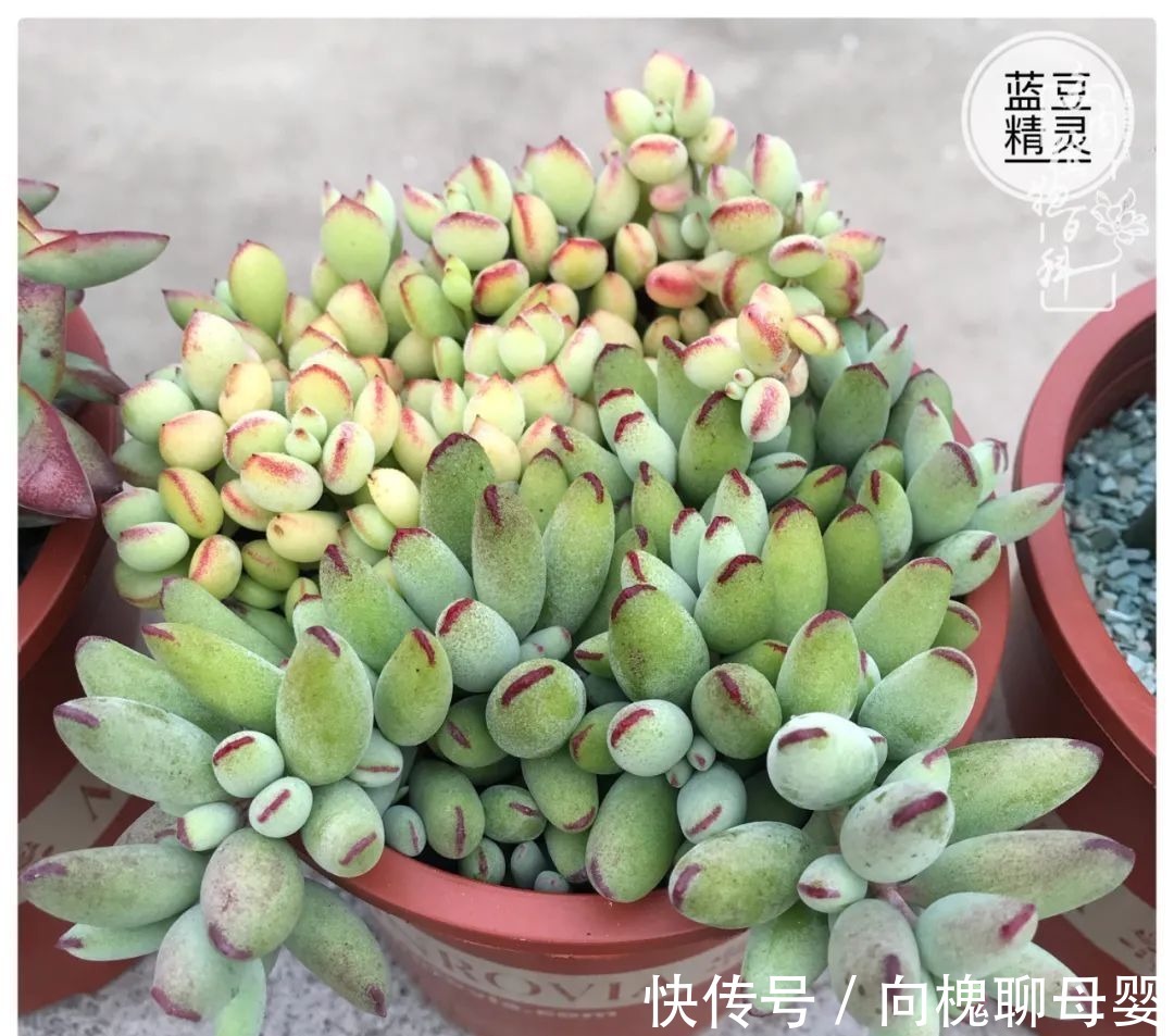 一种爱好就是一种境界,养花养多肉可以培养一个人的心境!