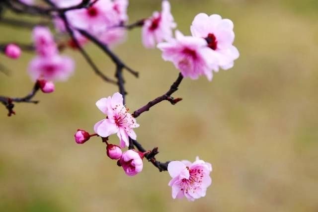 春雨绵绵，挡不住宝山顾村公园里温暖的色彩