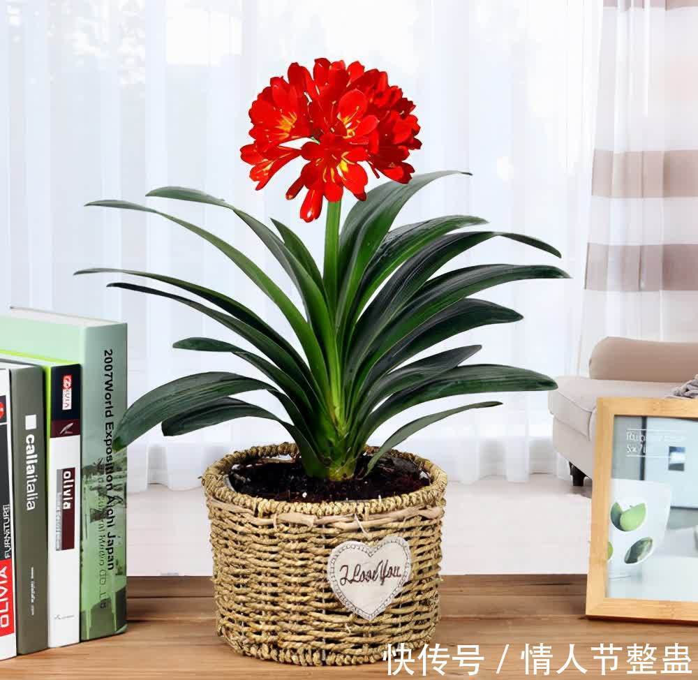 12种花,建议养一盆,不仅吸收废气,还有“旺财添福”的美好寓意