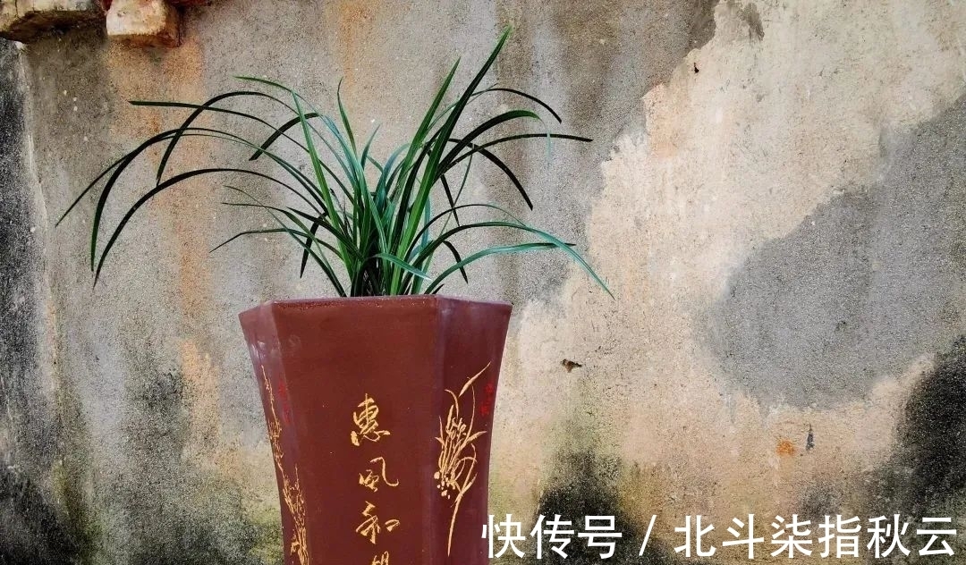 兰花要挤着长,所以不要使用大花盆?别再被误导了