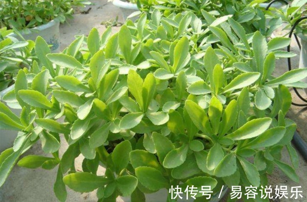 救心菜|家里盆栽一盆这个蔬菜,一年省了买药钱,可以救命的保健蔬菜