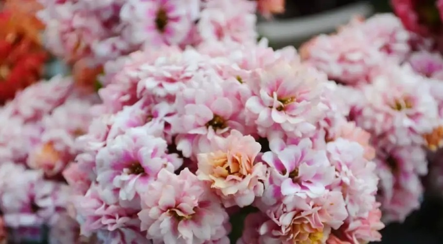 75个长寿花品种，一个比一个美，一起来认识一下吧！