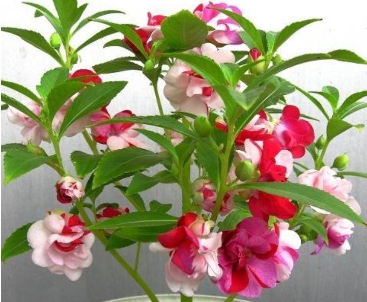 最适合新手养的4种花,沾土就能活,名字好听,花更美