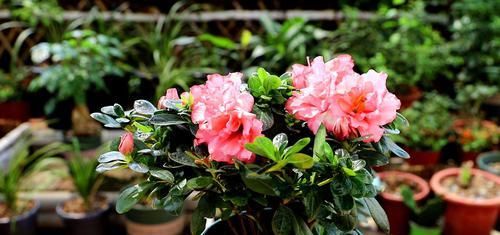  讲解|杜鹃花换盆大讲解，让你换盆不死苗