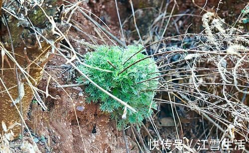 野菜|城里卖得比肉贵,人称“草中之王”,现在吃正当季,别错过