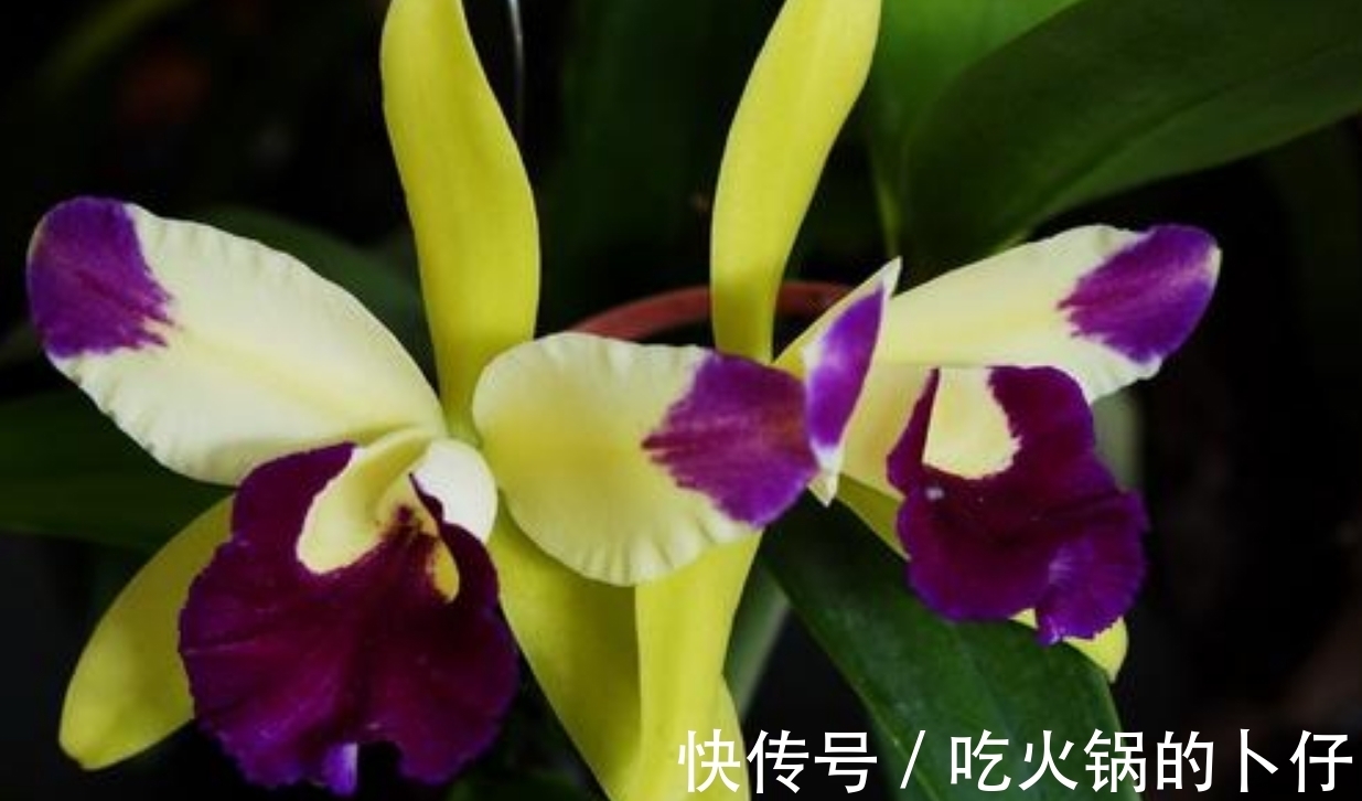 春天养兰花注意几个步骤,做到了,花香四溢开花多