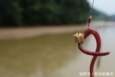 听说鲫鱼很难钓试试饵料这样搭配,上鱼速度真的牛!