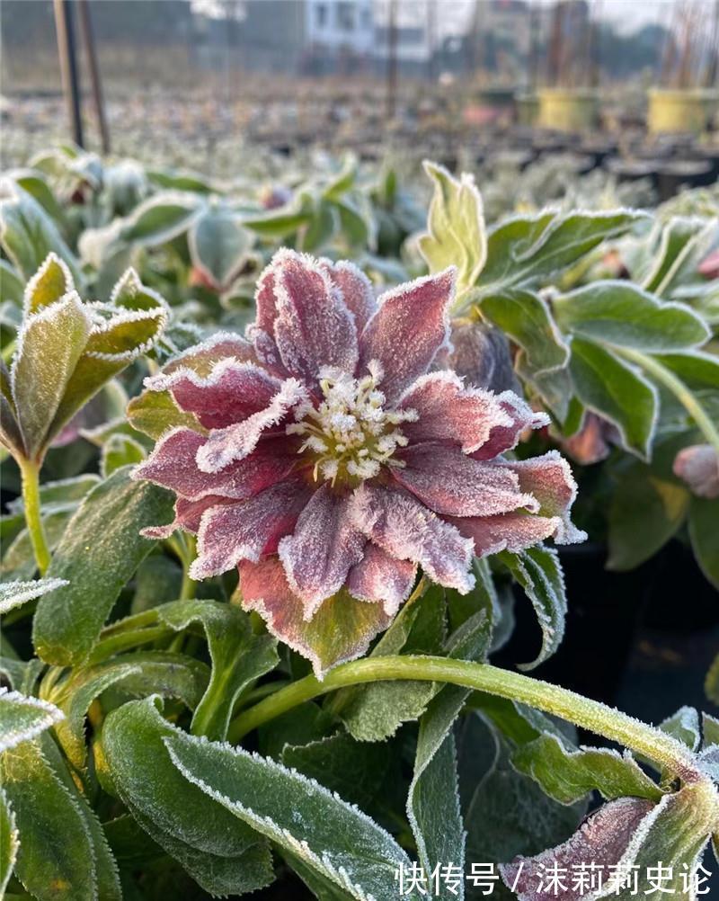 雨雪天冻不死的8种花,越冷越开花,冬天养一盆,喜庆又漂亮