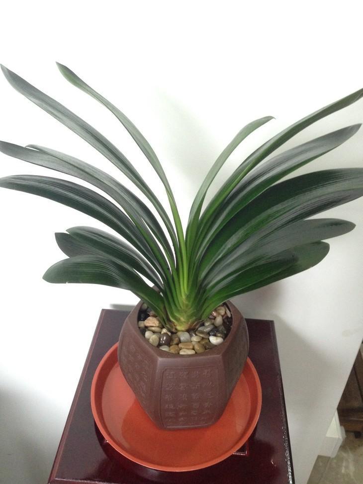 非常适合君子兰的肥料，让君子兰绿油油开花多！