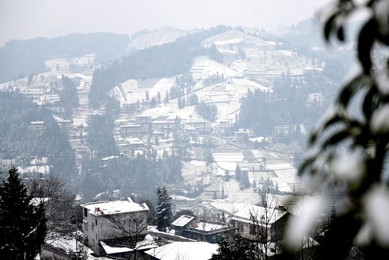 侗乡茶园雪景美