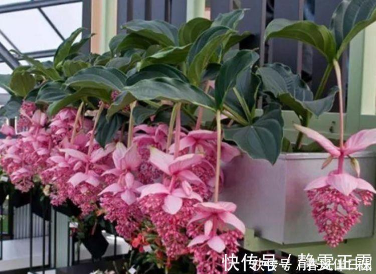 叶子|适合养在阳台的几款花，开花漂亮又好养，花儿轻松开爆盆