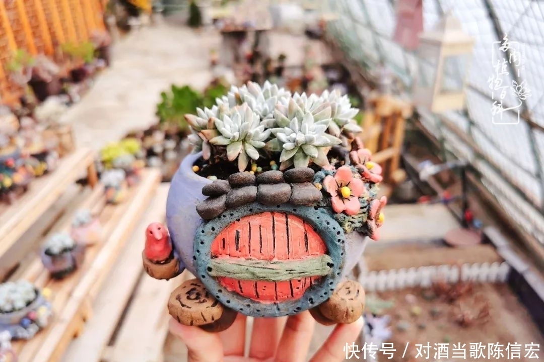 多肉桃花源:别人笑我太疯癫,我笑他人看不穿!