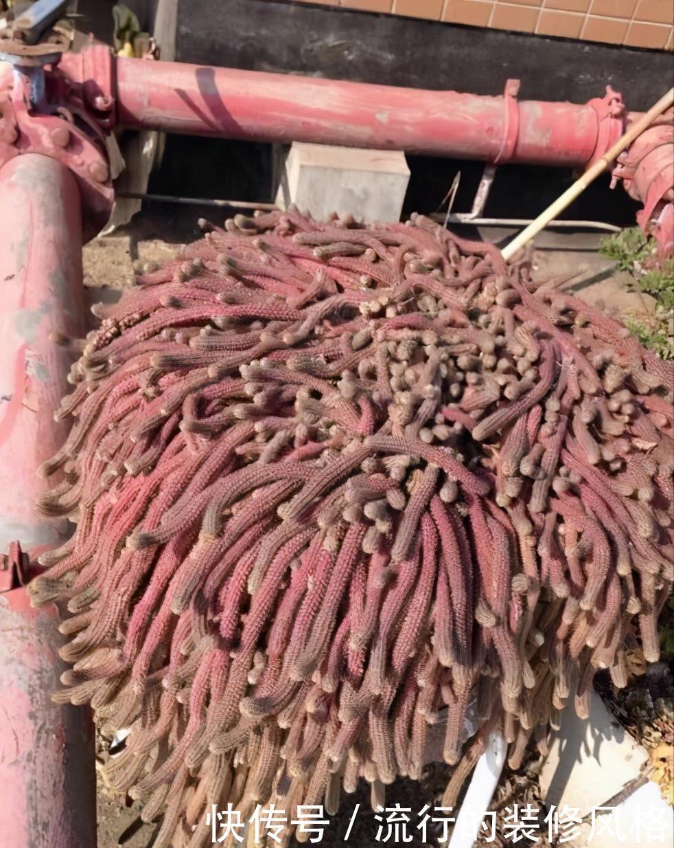 仙人掌科|仙人掌“大毛虫”,冬天冻通红,春天“精致”满头,开眼了