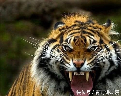 汉武帝|皇帝厌恶胡人进贡的东西,喂给老虎,却把老虎吓得伏地不起