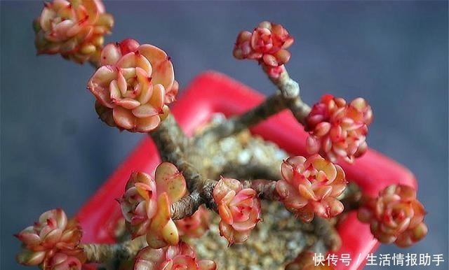 多肉中的牡丹仙子,晶莹剔透爱爆头,杏黄橙红颜色美,最适合新手!