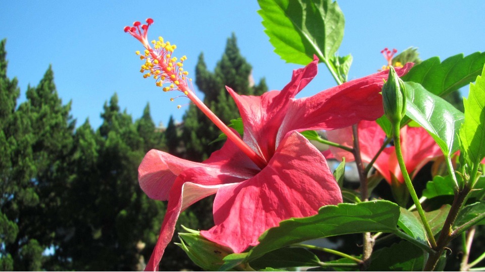 家里没有三种花很吃亏,花期非常长,养好了一年到头可以天天赏花