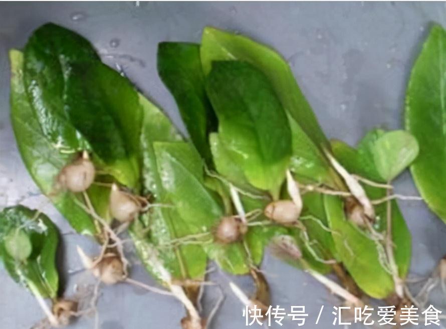 这3棵树买不起,偷偷截一段,埋下就能活,方便还实惠