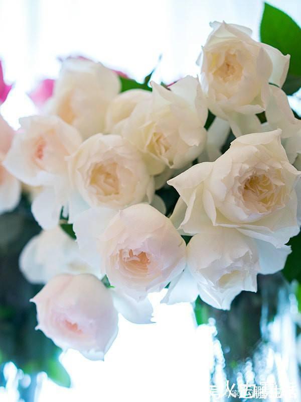 25款勤花又好养的月季品种推荐。新手一定要来一颗,盆栽地栽都行