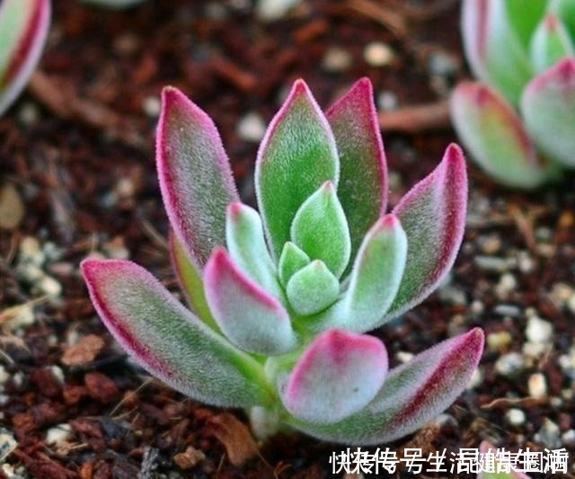 材料|养多肉,土壤中就得加点儿这种“材料”,长势才会喜人!