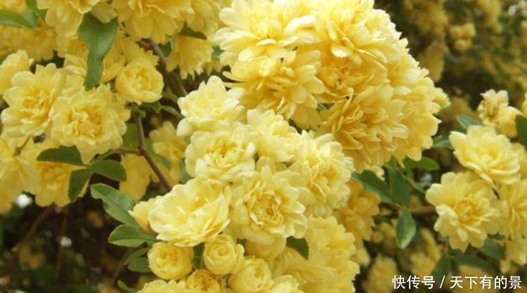 4种花养在家里,非常容易长爆盆,十分美丽,生命力顽强