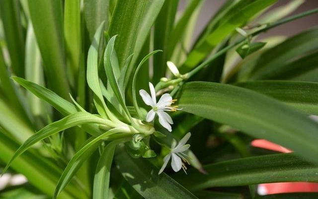 净化|7种“有益花”,养在家里身体好,清新空气病菌少,你家还没养