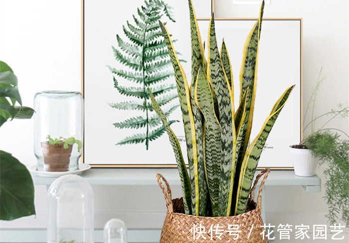 这五种花一定要“穷养”,不要浇太多水,养不活都是因为手太勤