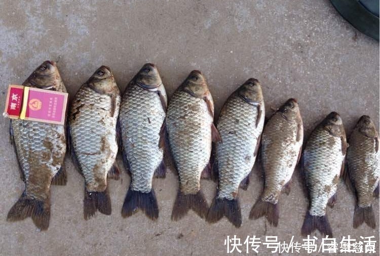 他野钓钓到六斤鲫鱼王，一看竟是“太监鲫鱼”这究竟是谁的功劳