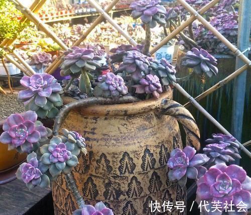 老桩|5种多肉,皮实又好养,独苗变老桩,长出状态美极了