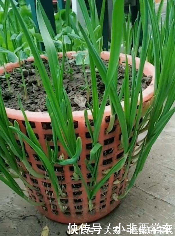 大蒜|一个垃圾桶,能种出一桶蒜!多到吃不完,以后家里一年都不用买了!