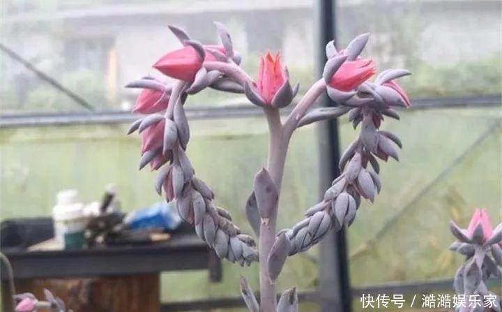 扦插|多肉长花箭被他剪断插土里,7天就生根!