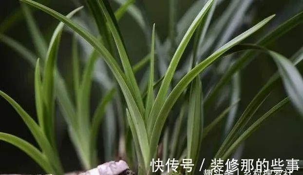 植料|兰花一直养不壮？而且难开花？这些原因如何处理？教你一个小技巧