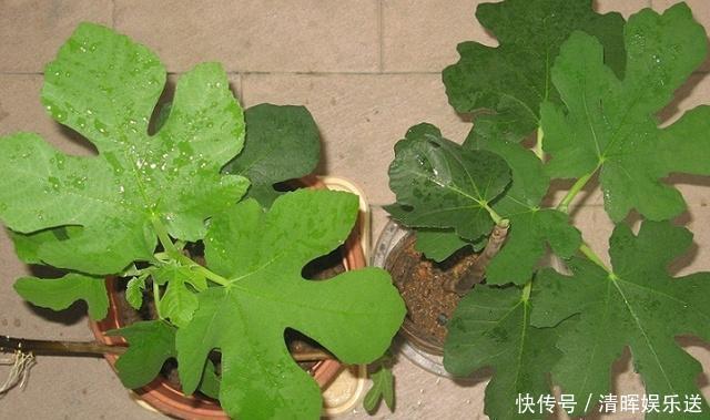 营养果|盆栽无花果先长“壮汉身”,后长“营养果”,果子满枝吃不完