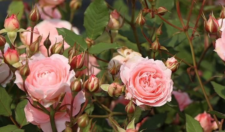  种花|最惹人怜爱的3种花，四季花开，又美又香，种植容易，两广也能养