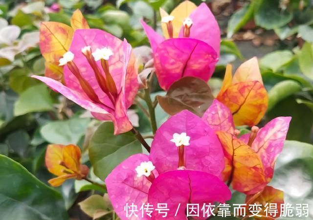 太阳花|7种花适合三伏天,越热越旺,越晒越香,花期长达小半年