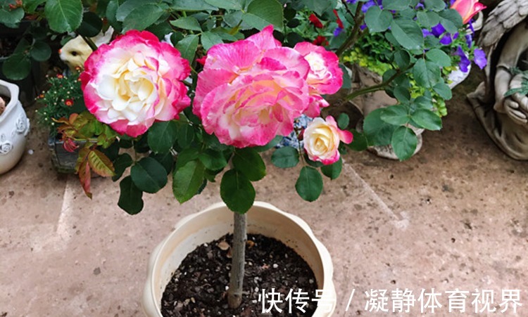 喜欢月季,挑这3样微型种盆栽,搁阳台养眼,打理难度低