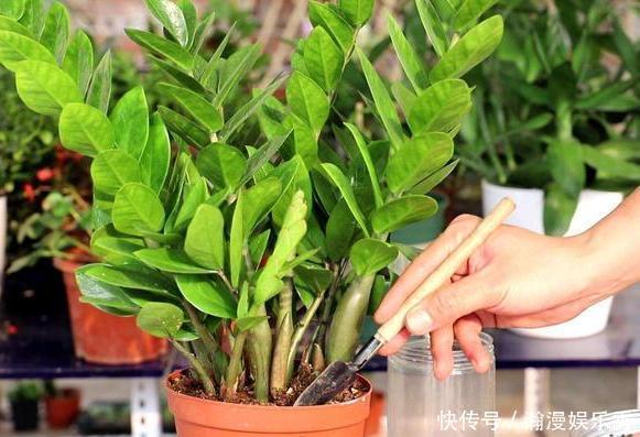 冬天冷、夏天热,养啥花好?扦插2种花卉,沾土就活、四季花开