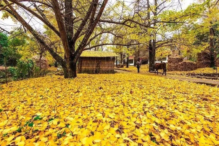 南雄|10个愈秋愈美的小众旅行地，绚丽醉人，错过只能再等一年