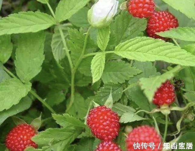 在农村，有1种山莓奇特，以往叫它“树莓”，果子价值高，请爱惜