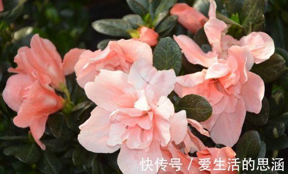 修身养性|花色繁多，花型奇特美丽，花就养这几款，花大服盆快