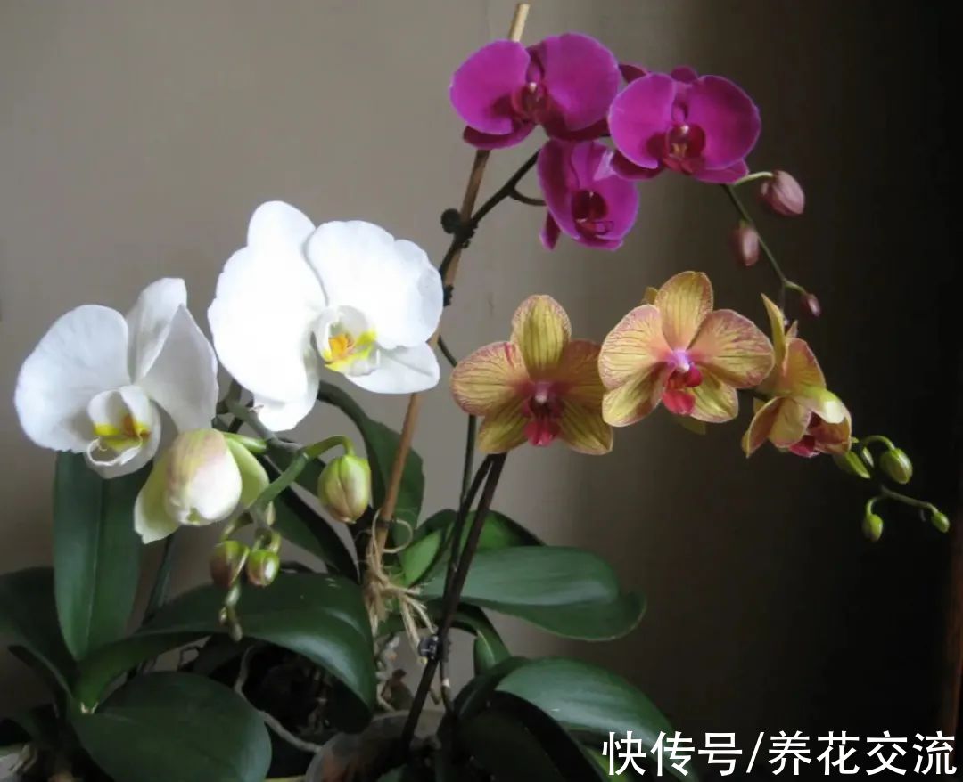 室内窗台养盆栽蝴蝶兰，掌握这5点就足够了，每年坐等看花